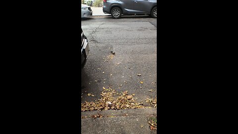 SMART LIL BIRDZ