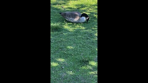 Canada Goose 🪿 #canadagoose #followme #shorts #viral #trending