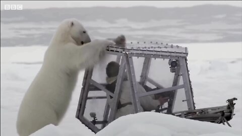 FACE TO FACE WITH A POLAR BEAR! Filmmaker’s DANGEROUS Close Encounter! 😱