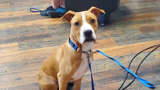 All Hands on Deck: Meet Captain Red Beard!
