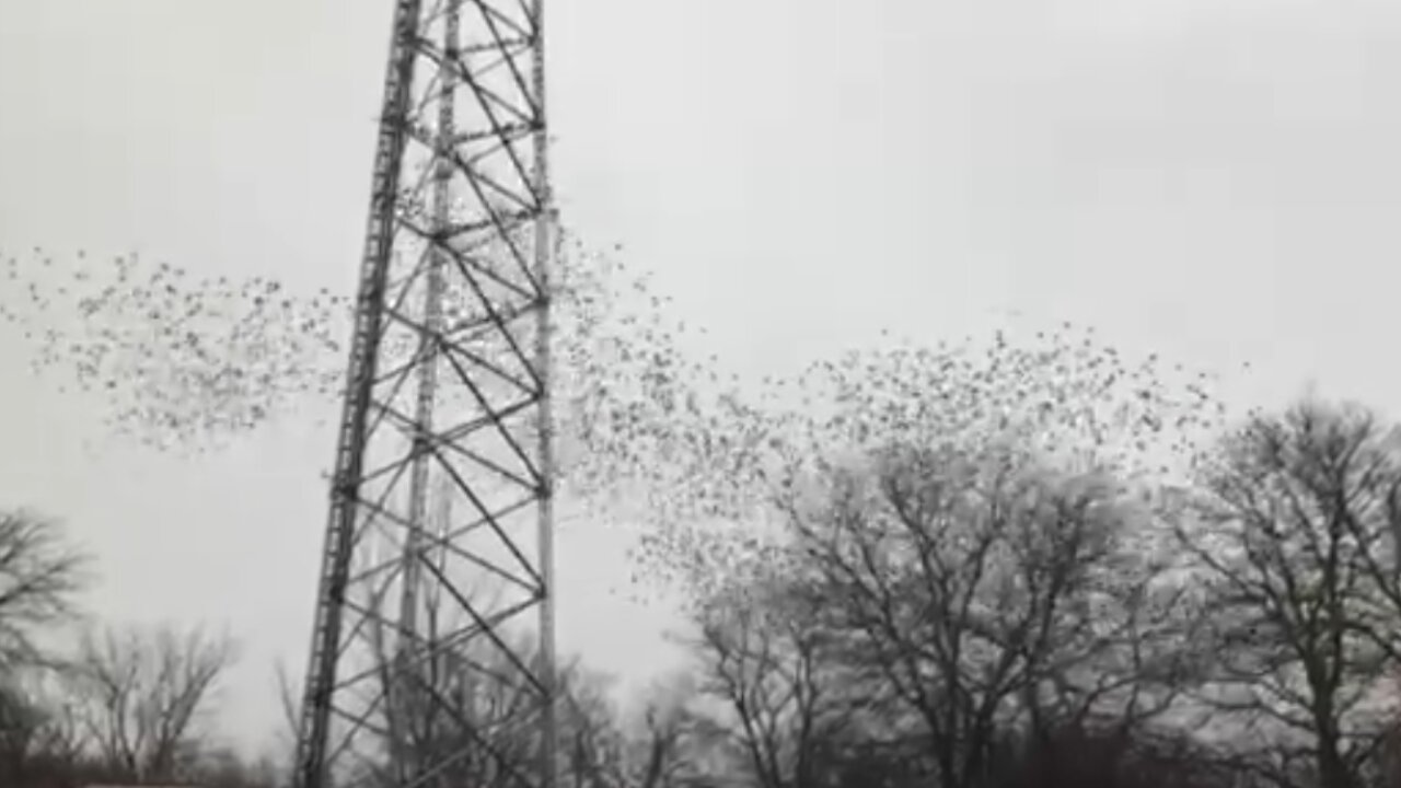 Birds