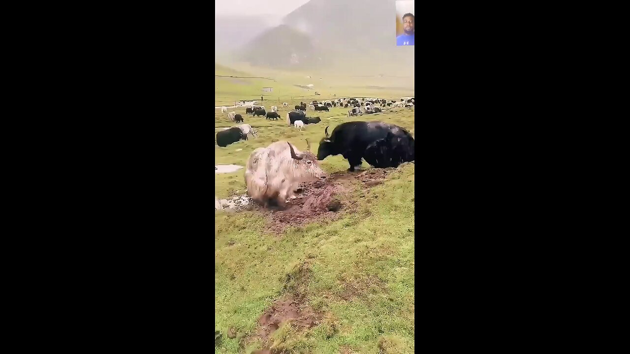 The only animal the Lion is afraid of Messing with
