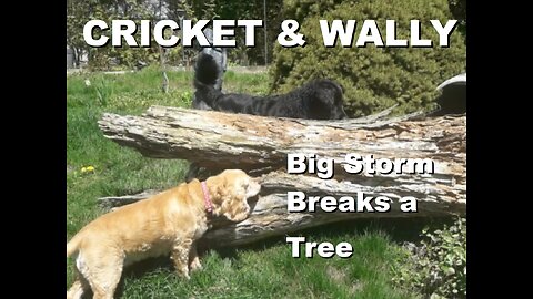 Cricket and Wally Inspect the Broken Tree Trunk after the Big Windy Storm | May 2025