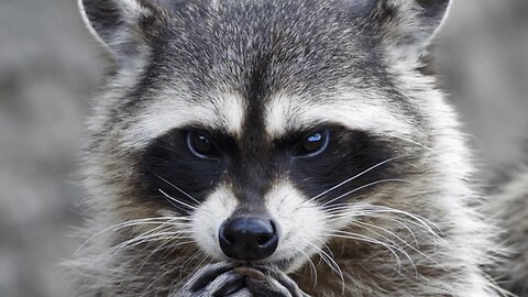 Eye Opening Raccoon Facts