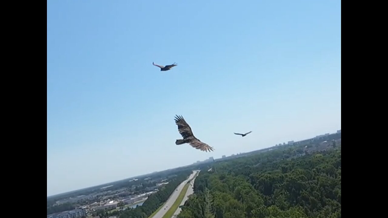🦅 Mr. Blue Sky - ELO 🦅