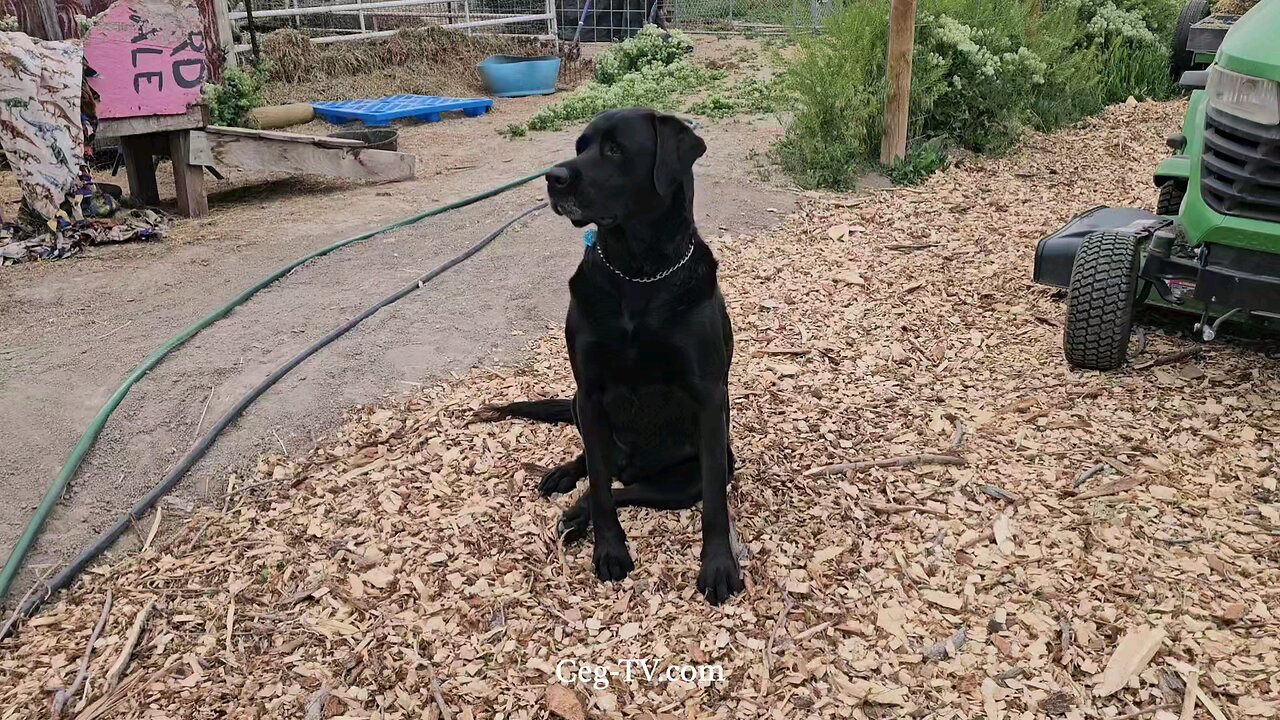 Graham Family Farm: 7:15 PM May 15 2025