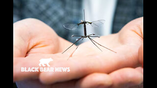 The New Bees | Trump Cabinet Resists Iran War | Tech-Military Collusion