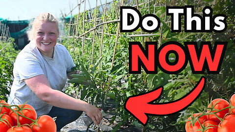 How to Prune Tomatoes for a HUGE Harvest and HEALTHIER Plants
