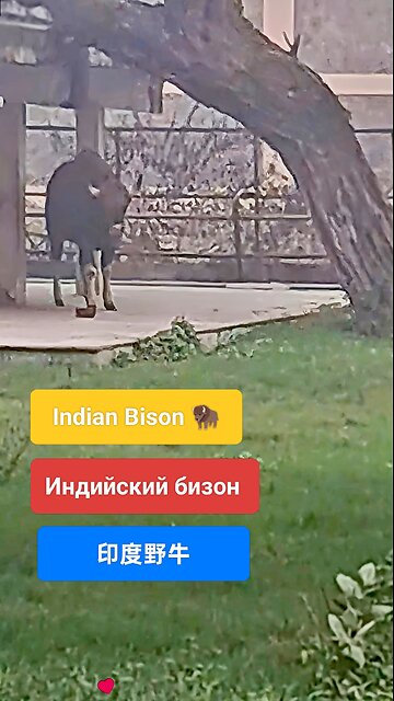 A true icon of strength in the wild. #IndianBison #Gaur #WildlifeIndia #NaturePower #ForestGiant