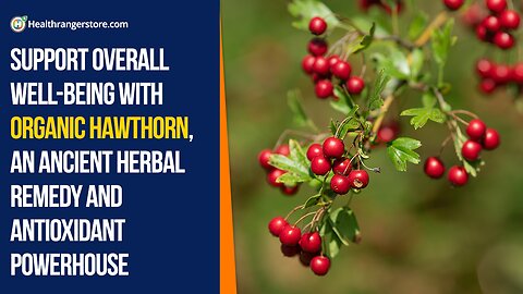 Support overall well-being with Organic Hawthorn, an ancient herbal remedy and antioxidant...