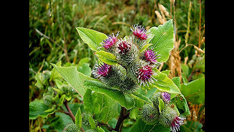 Thistle plants have anti-inflammatory properties