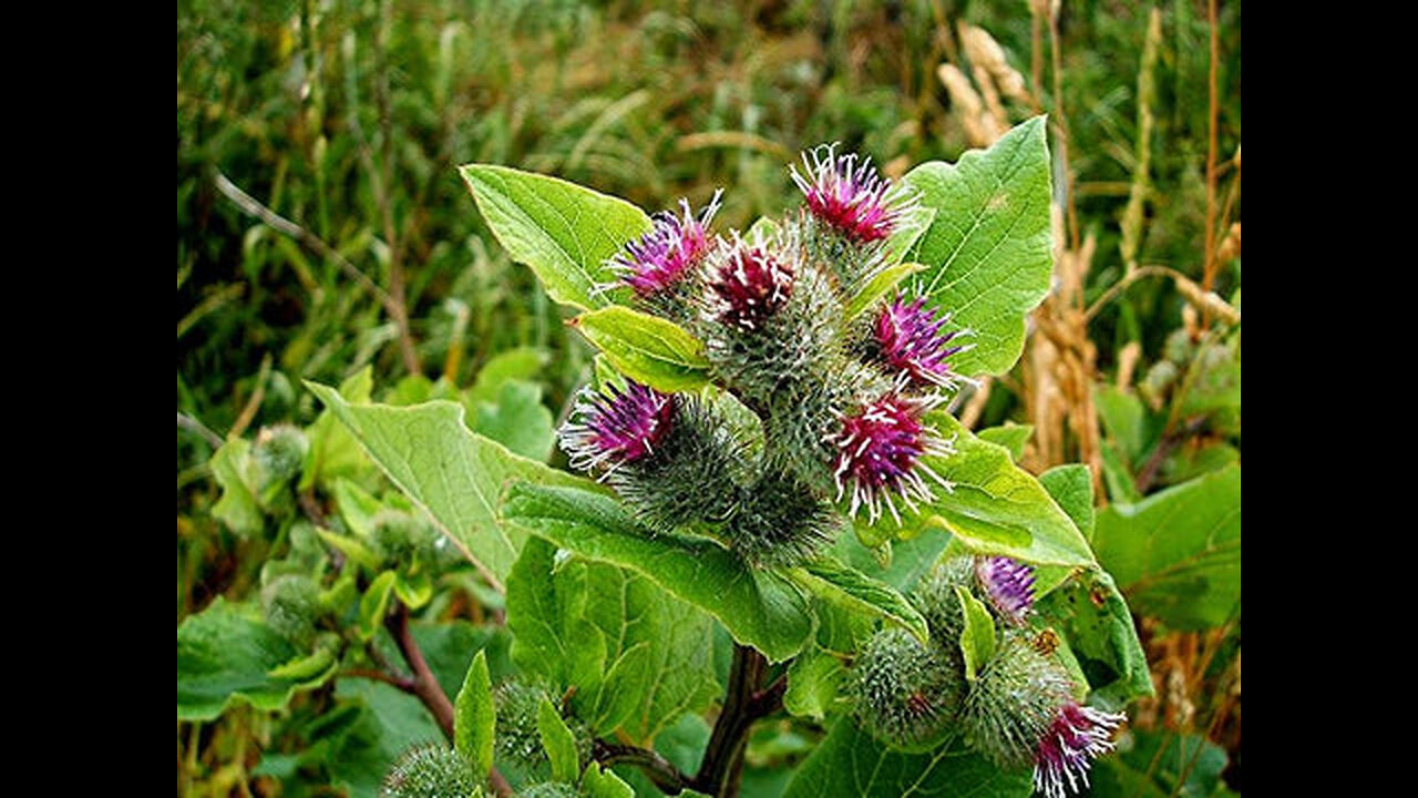 Thistle plants have anti-inflammatory properties