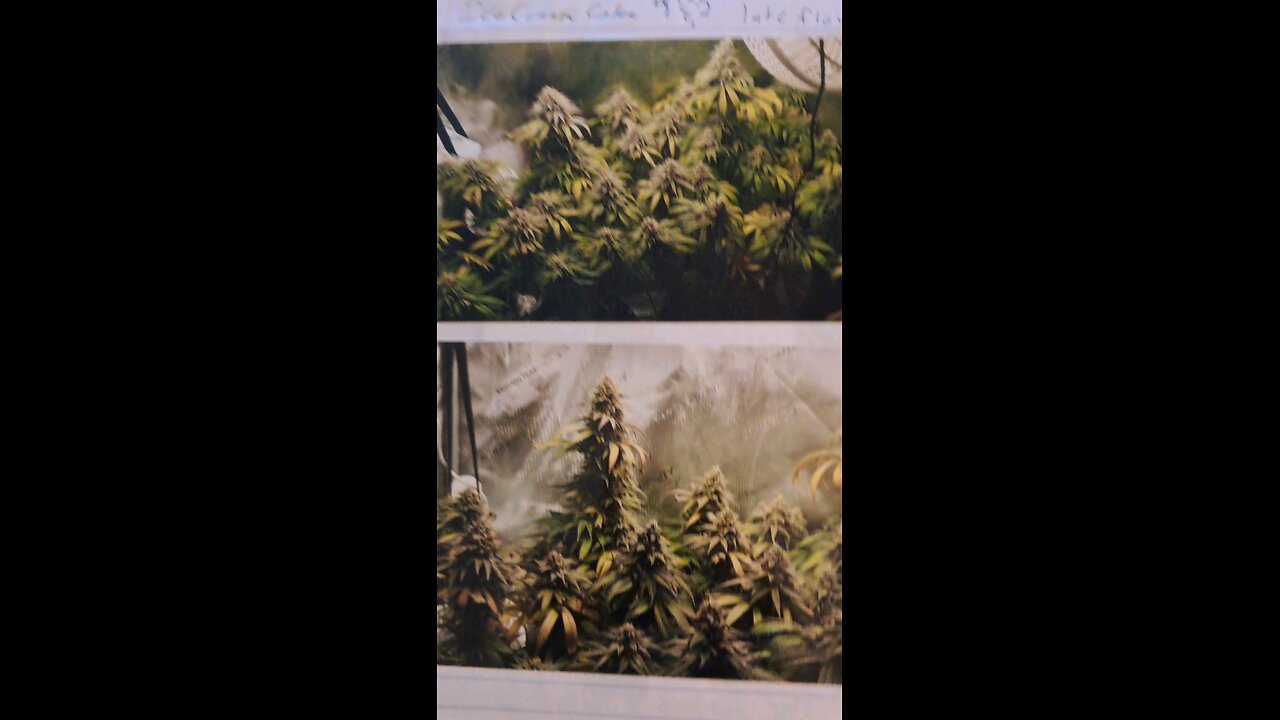 Some old grows