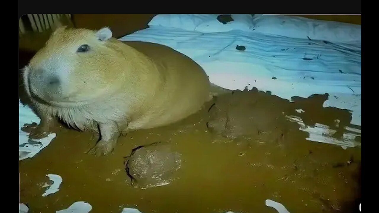 🔊 Top 5 Capybara