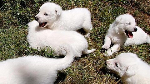 White German Shepherd Puppies 3-weeks-old: First Outdoor Adventure
