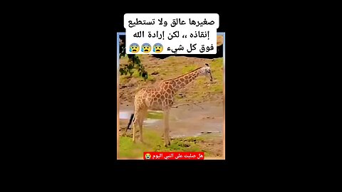 the mother is most loving ❤️
