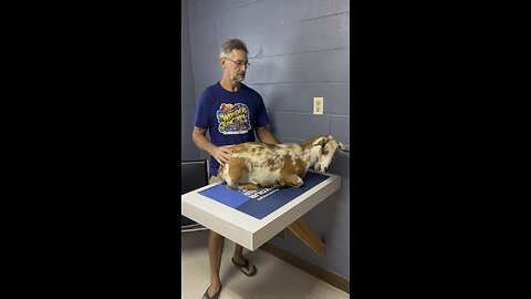 Poor Charm, the momma goat, broke her leg during the last storm.