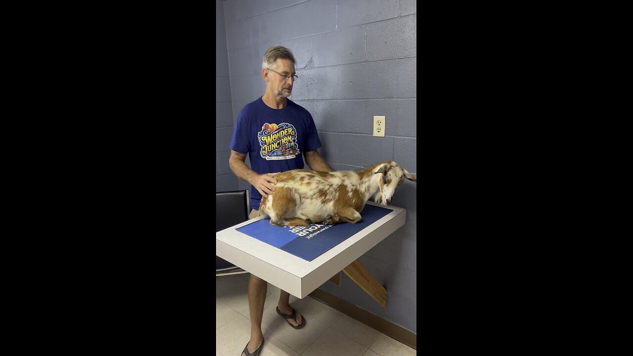 Poor Charm, the momma goat, broke her leg during the last storm.