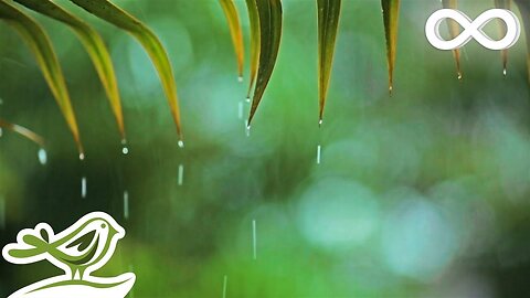 Calm your mind and body with the sound of rain 🎵 Sleep-inducing music, stress