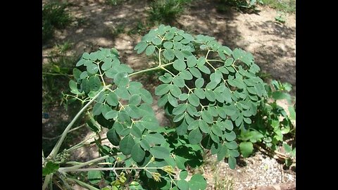 Health reform: health benefits of the moringa tree