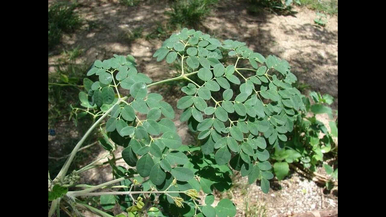 Health reform: health benefits of the moringa tree