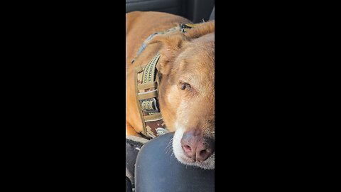 Sleepy road dog