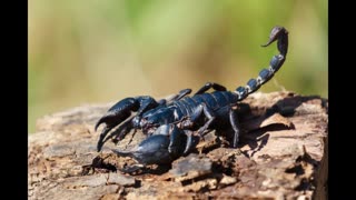 Lord Winter - Scorpion