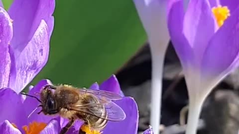 A single bee can produce 1 tablespoon of honey in its lifetime.