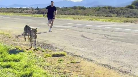I Raced A Cheetah