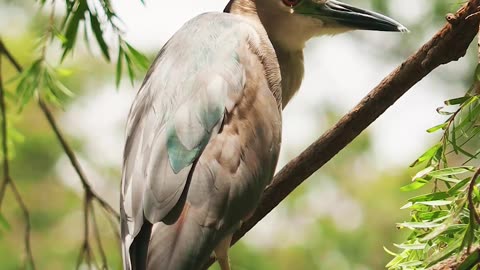 Birds in wild forest 4K video