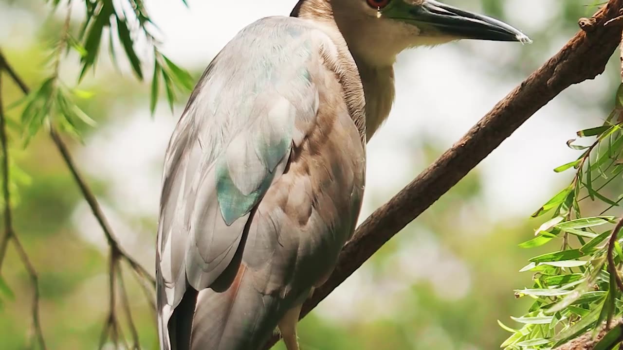 Birds in wild forest 4K video