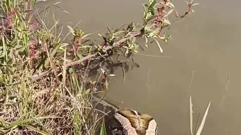 🐍🌴 Man Discovers Python In The Brazilian Forest Hike! | FeedMyCuriosity