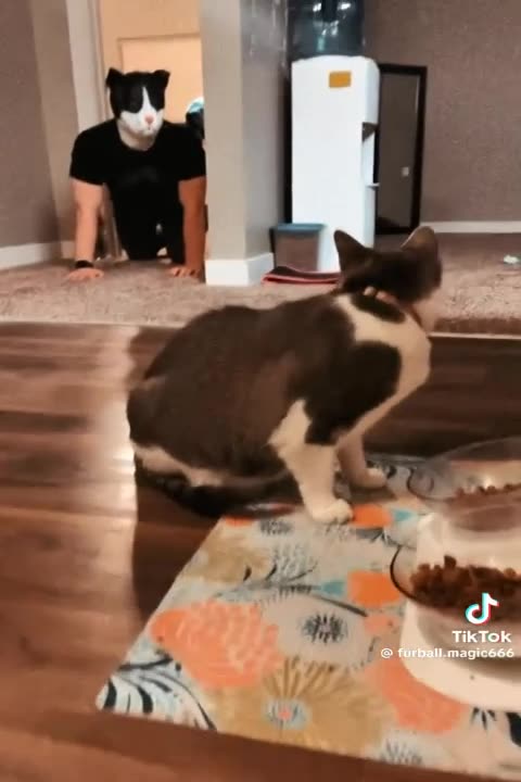 putting on a cat mask to see what the cats do