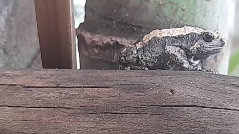 little frog
