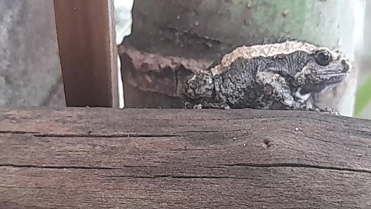 little frog