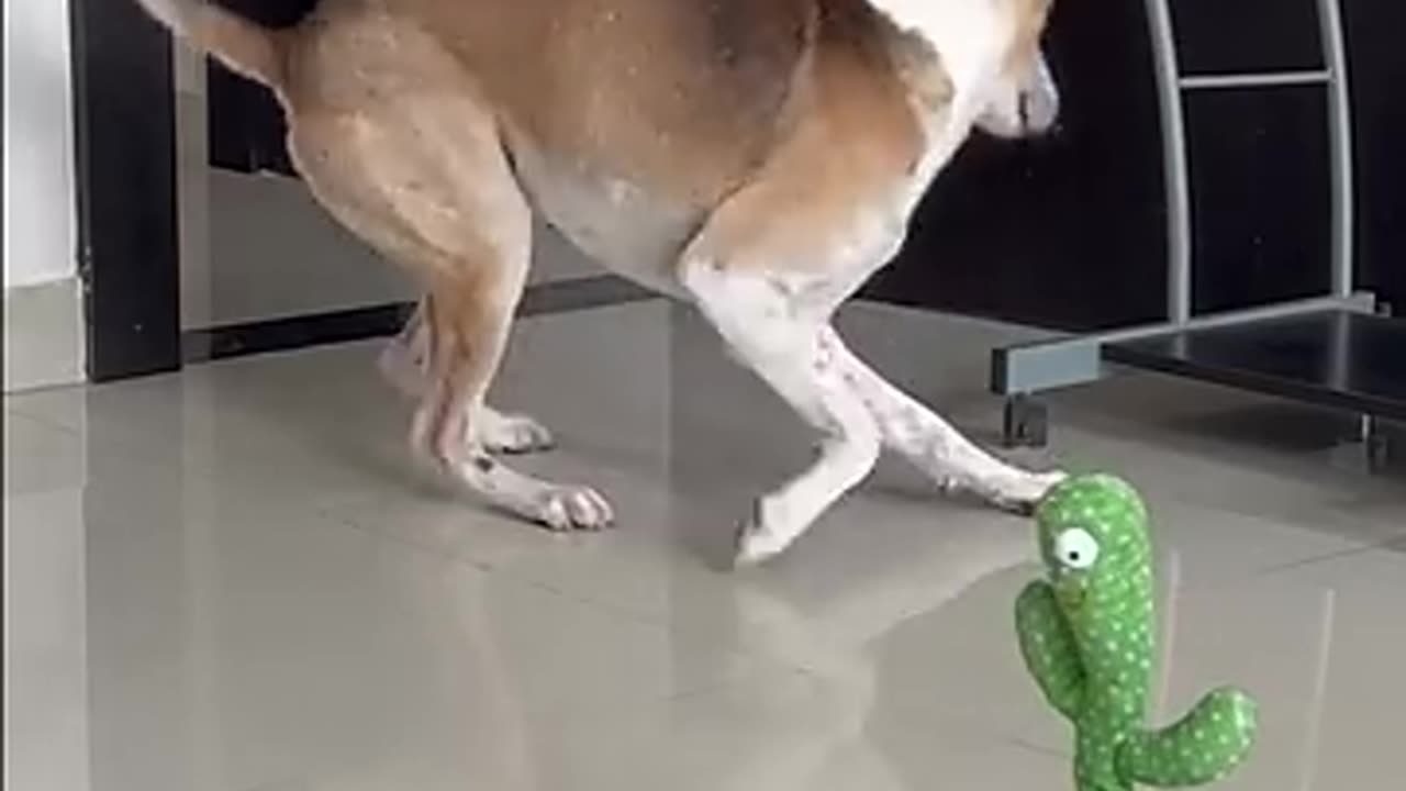 Dog Flips Out on Talking Cactus