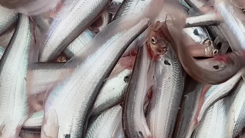 The Surprising Truth About Fish Buying and Selling Nobody Tells You