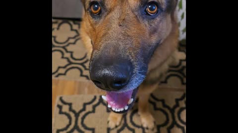 Virgil german shepherd.