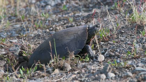 Nesting Western Painted Turtle