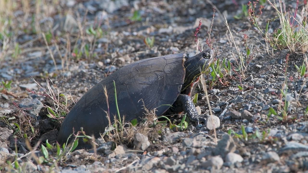 Nesting Western Painted Turtle