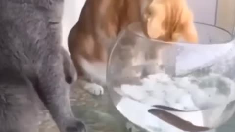 Wholesome Animal Moments That Heal the Soul 🐰🧘‍♂️