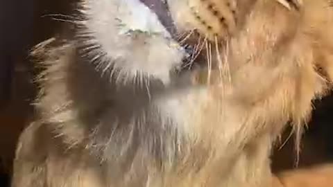 Jungle King: Coordination Not Included | Animal Fails & Wild Missteps
