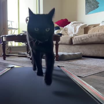 Black Cat Struts On Treadmill