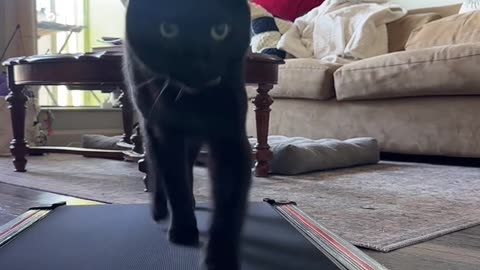 Black Cat Struts On Treadmill