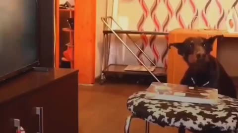 There are good dogs and then there are smart dogs...
