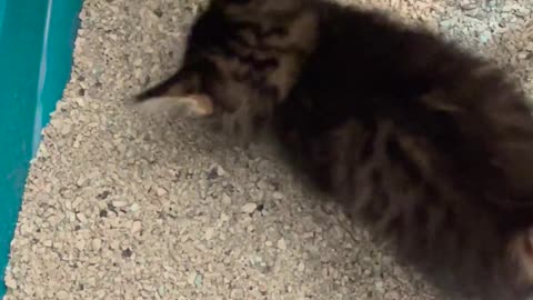 😂🐱 Rescue Kitty's Heartwarming Tale! | FunFM