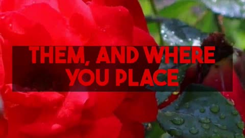 Choosing Mandevilla Colors for Your Garden