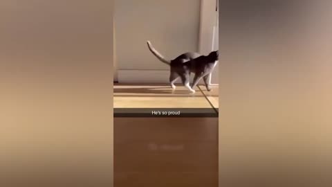Top Funny Pet Videos | FurVibes Compilation #2