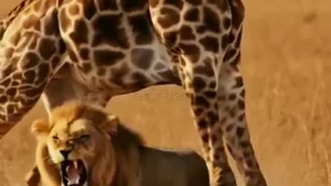 animalsدنیای animals that