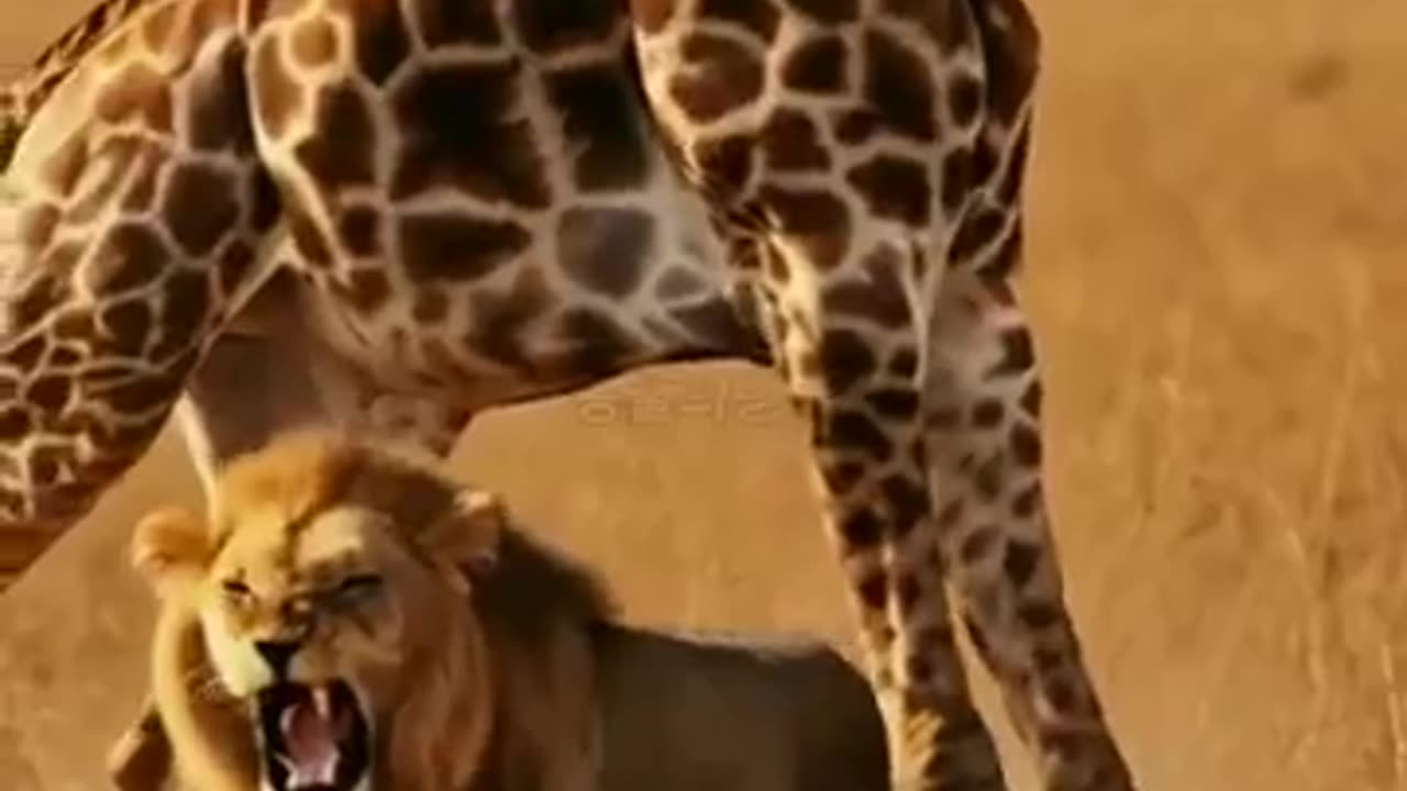 animalsدنیای animals that